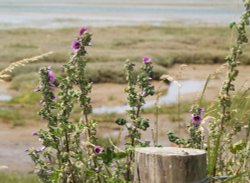 Tree Mallow, Pagham Spit Nature Reserve, Pagham, West Sussex
