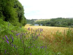 Sprotbrough Flash from the woods
