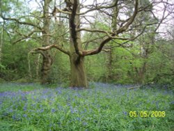 Bluebells