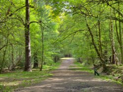 A lovely old English forest.