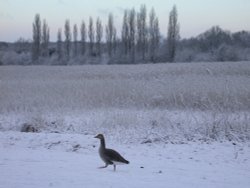 Snowy reedbed at Brandon Marsh