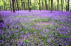 Marlborough--Savernake Forest, Wiltshire.