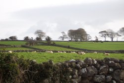 Sheep And Stone Walls.....