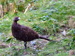 Hen pheasant....phasianus colchicus