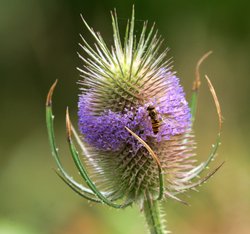 Summer Teasel