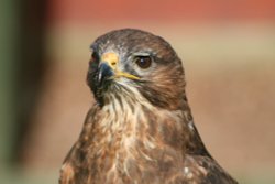 Devon Bird of Prey Centre