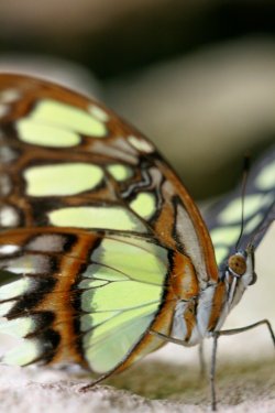 Butterfly Farm, Stratford-upon-Avon.