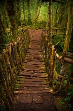 Wooden bridge