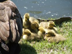 By the Canal at Rickmansworth