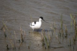 Avocet