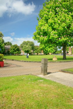 Horse Chestnut Tree on the Village Green
