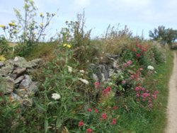 Hedgerow near Trevose Head