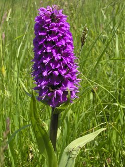 Marsh Orchid