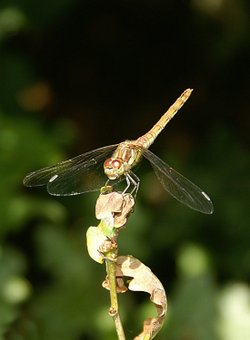 Dragonfly.