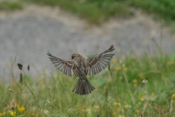 A Whitby Sparrow