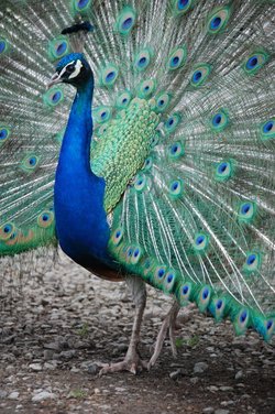 Peacock