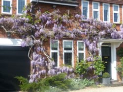 Wisteria