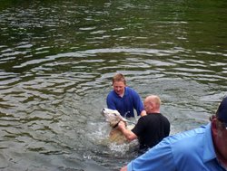 Sheep dipping at Ashford in the Water