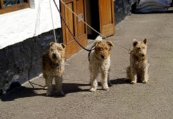 Hear no evil, see no evil, speak no evil.