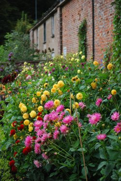 Gardens at Trengwainton