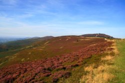 Heather on the slopes of Moel Famau