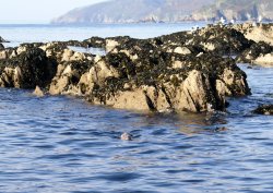 Seal coming to investigate the boat.