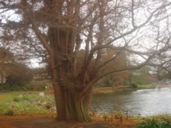 Royal Botanical Gardens Kew