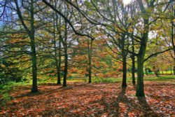 Autumn in Malvern Park
