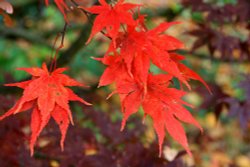 Autumn in Malvern Park 3