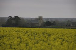 Rape fields
