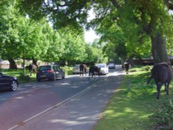 Brockenhurst, Hampshire