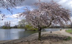 The Park Lake Spring 2009