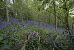 Bluebells