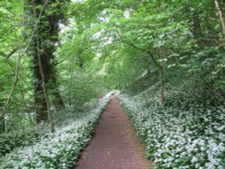Garlic Path, Ilam Park
