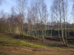 Beech trees at Whisby Natural Park in the winter