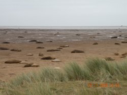 Seals on the beach