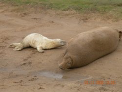 Seals on the beach
