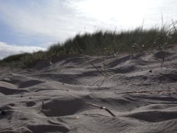 Grassy dunes