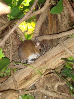 Mouse at home