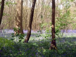 Bluebell Woods