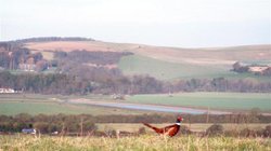 Pheasant