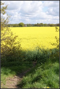 Walk in fields of gold.
