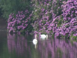 Rhododendrons in Hartsholme Country Park Lincoln