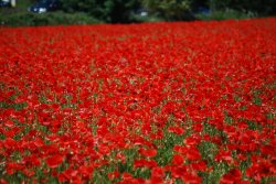 Poppy fields