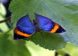 A beautiful blue butterfly.