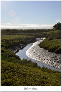 Blakeney Marshes