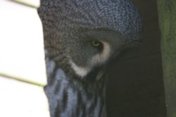 Great Grey Owl