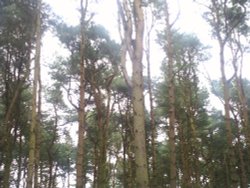 Trees in Mere Sands Wood