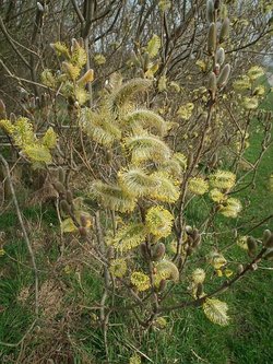 Cowpen Bewley Country Park, Middlesbrough, Cleveland