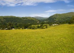 Ambleside, Buttercup meadow